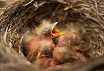 Fieldfare (Turdus pilaris) chicks in the nest.