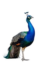 Obraz premium Peacock standing profile
