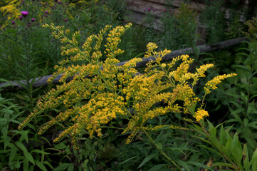Yellow Solidago virgaurea flower in summer garden blooming