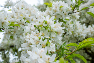 White blossoms on branches of a blooming tree in spring, surrounded by vibrant green leaves, creating a colorful outdoor nature scene with fragrance and beauty