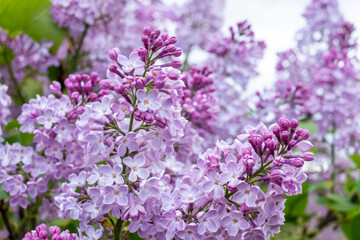 Obraz premium Lilac flowers in full bloom, showcasing delicate petals and vibrant hues, creating a fragrant spring atmosphere of natural beauty and grace