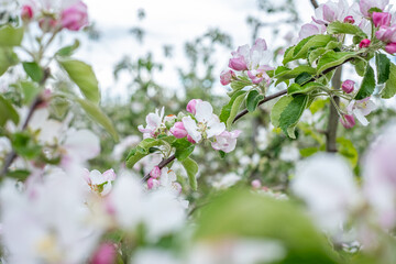Apple tree blossoms in vibrant pink and white hues, surrounded by lush greenery, symbolize the awakening of nature during spring with a refreshing fragrance and colorful outdoor scenery