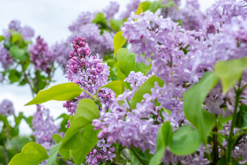 Lilac tree in full bloom, showcasing vibrant purple flowers and lush green leaves, embodying the essence of spring's beauty and fragrant atmosphere with copy space