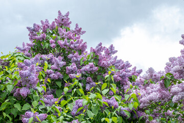 Obraz premium Lilac tree in full bloom showcasing vibrant purple flowers against a cloudy sky, embodying the essence of spring with its enchanting fragrance and natural beauty