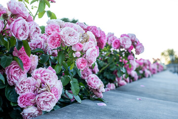 Vibrant pink roses in full bloom, cascading over a stone wall, showcasing lush green leaves and a serene outdoor environment with soft natural light © Silga