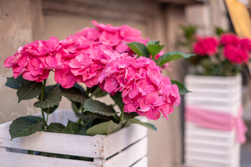 Vibrant pink hydrangea flowers in white wooden planters, showcasing lush green leaves, arranged beautifully against a soft background, creating a charming floral display
