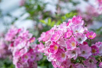 Vibrant pink roses in full bloom, showcasing delicate petals and lush green foliage, creating a serene and colorful garden atmosphere with natural beauty