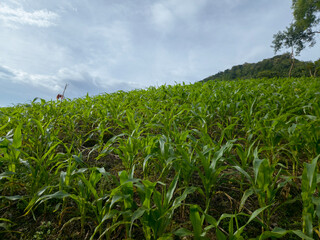 Green Field Under Cloudy Sky: A vast green field of vibrant crops flourishes under a dramatic, cloudy sky, showcasing the beauty of natural agriculture and the bounty of the earth. 
