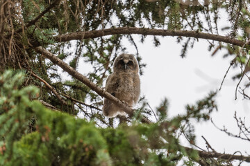 Long-eared owl owlet on a tree