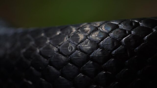Black snake scales. Detail of snakeskin scales. Macro close-up scaly snake skin. Leathery snake texture. Slithering close up. Black snake crawling. Snakes in motion. Creeping reptile.