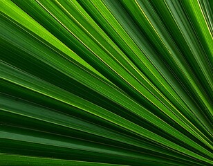 Close-up view of vibrant green palm fronds