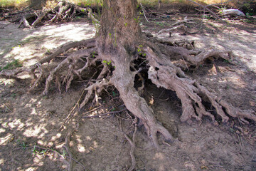Exposed tree roots on dry ground in nature
