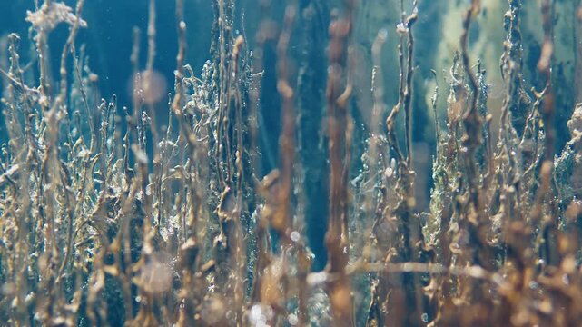 Underwater view of the calcified plants of unusual shapes and colors in a calcium and sulfate rich blue lake with tiny bubbles ascending through the water