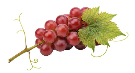 Isolated bunch of red grapes with green leaf, healthy eating, nutritious fruits, fresh raw