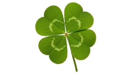 Isolated four leaf clover, shamrock for luck, Irish symbol, St. Patrick's Day, auspicious charm © Elowen