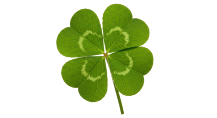 Isolated four leaf clover, shamrock for luck, Irish symbol, St. Patrick's Day, auspicious charm