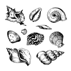 Seashells set  hand drawn, drawing ink. Tropical beach shells. Minimalist line art. Summer vacation design elements for trendy prints, label, menu cover.