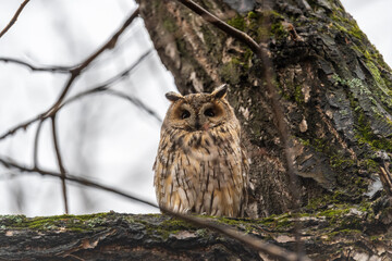 Long-eared owl (Asio otus), looking forward with wide opened eyes