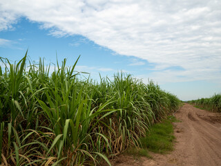 Sugarcane fields, blue sky and clear sky days in Thailand.