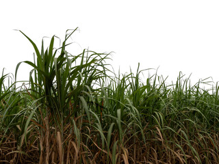 Sugarcane on transparent background with clipping path, suitable for print and web pages.