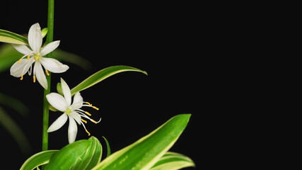 White flowers of a houseplant on a black background