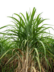 Sugarcane on transparent background with clipping path, suitable for print and web pages.