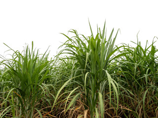 Sugarcane on transparent background with clipping path, suitable for print and web pages..