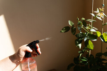 Pink spray bottle with fresh rose bush and on sunny background