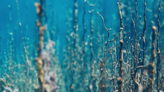Underwater view of the calcified plants of unusual shapes and colors in a calcium and sulfate rich blue lake with tiny bubbles ascending through the water