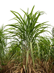 Sugarcane on transparent background with clipping path, suitable for print and web pages.