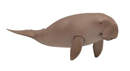 Isolated Dugong, a marine mammal herbivore related to manatees with a downturned snout