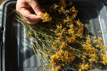 dry St. John's wort plants sorted by hand