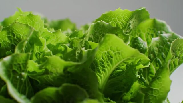 Close-up of fresh green lettuce leaves
