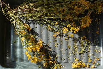 dried St. John's wort ,Hypericum with yellow flowers on a gray background