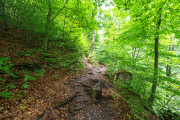 Obraz premium Forest hiking trail