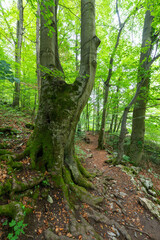 Obraz premium Forest hiking trail