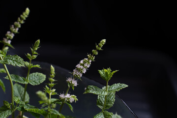 Single sprig of mint with delicate pale purple flowers and green leaves herb plant