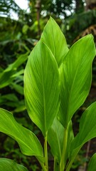 Lush tropical leaves