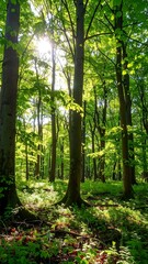 Sunlight streams through a lush forest (1)