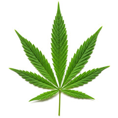 cannabis leaf on white background