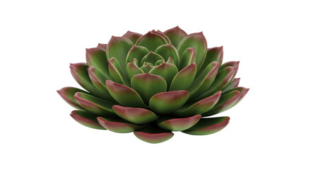 Isolated Echeveria Succulent Plant Rosette with Burgundy Leaf Tips on Display Indoors