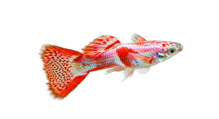 Isolated male fancy guppy fish, brilliant ornamental tropical fish for aquarists and hobbyists