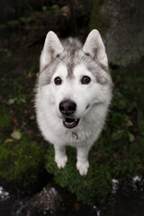 Obraz premium A white Siberian husky dog in a green forest near small stream, all covered with moss. Blurred background