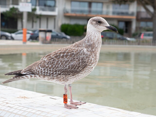 mouette sur le bord d'un bassin