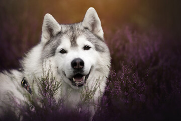 white siberian husky dog in purple heather in nature. smiling, sitting