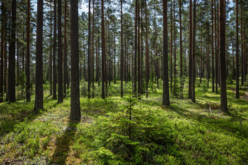 Obraz premium Magical fairytale pine tree forest in spring. Forest therapy and stress relief.