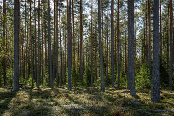 Obraz premium Magical fairytale pine tree forest in spring. Forest therapy and stress relief.