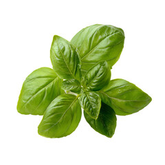 Close-up of fresh basil leaves (2)