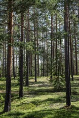 Obraz premium Magical fairytale pine tree forest in spring. Forest therapy and stress relief.