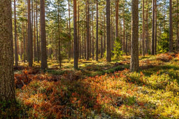 Magical fairytale pine tree forest in autumn forest therapy and stress relief